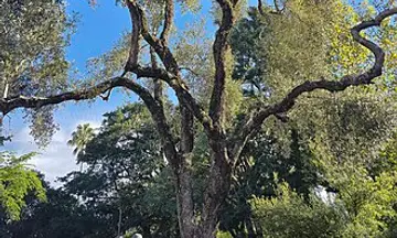 Foto de Olivar